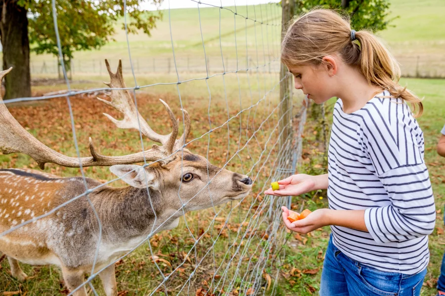 Ein M&auml;dchen f&uuml;ttert durch einen Zaun ein Dammwild mit Futter. Ferienspa&szlig; Wald im Elbauenaprk.