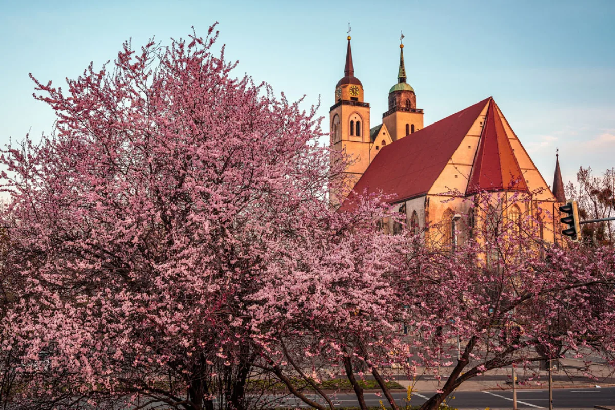 Johanniskirche im warmen Abendlicht hinter rosa bl&uuml;henden Zierkirschen