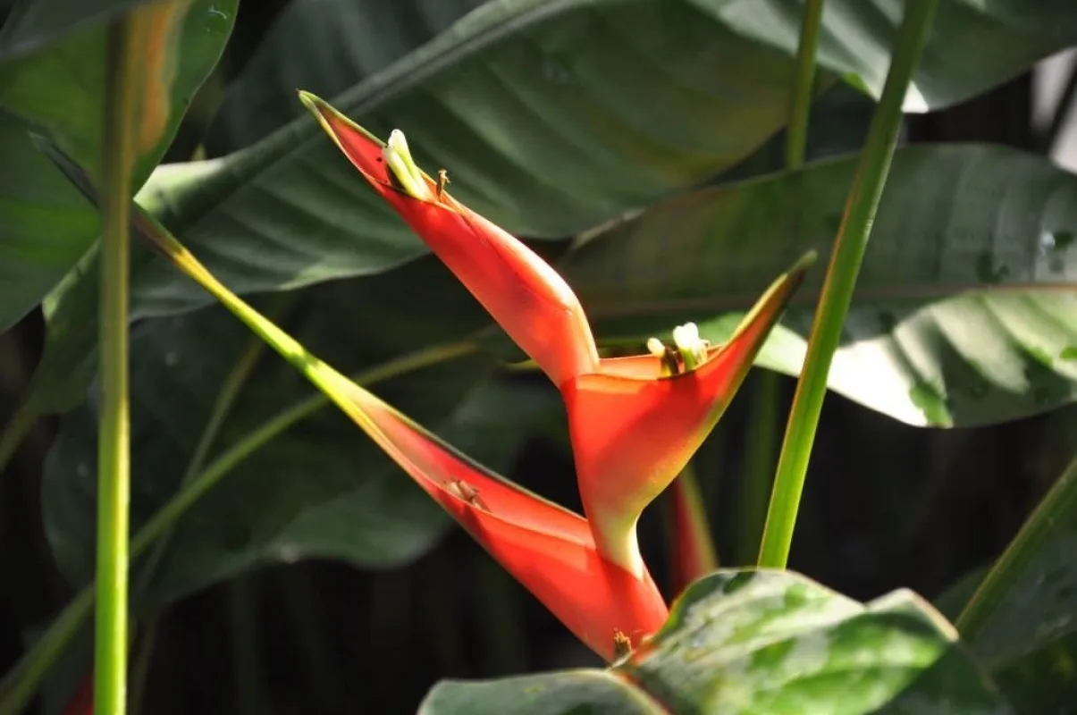 Rot-gelbe Bl&uuml;te einer Heliconia bihai vor gro&szlig;en dunkelgr&uuml;nen Bl&auml;ttern im Gruson-Gew&auml;chshaus