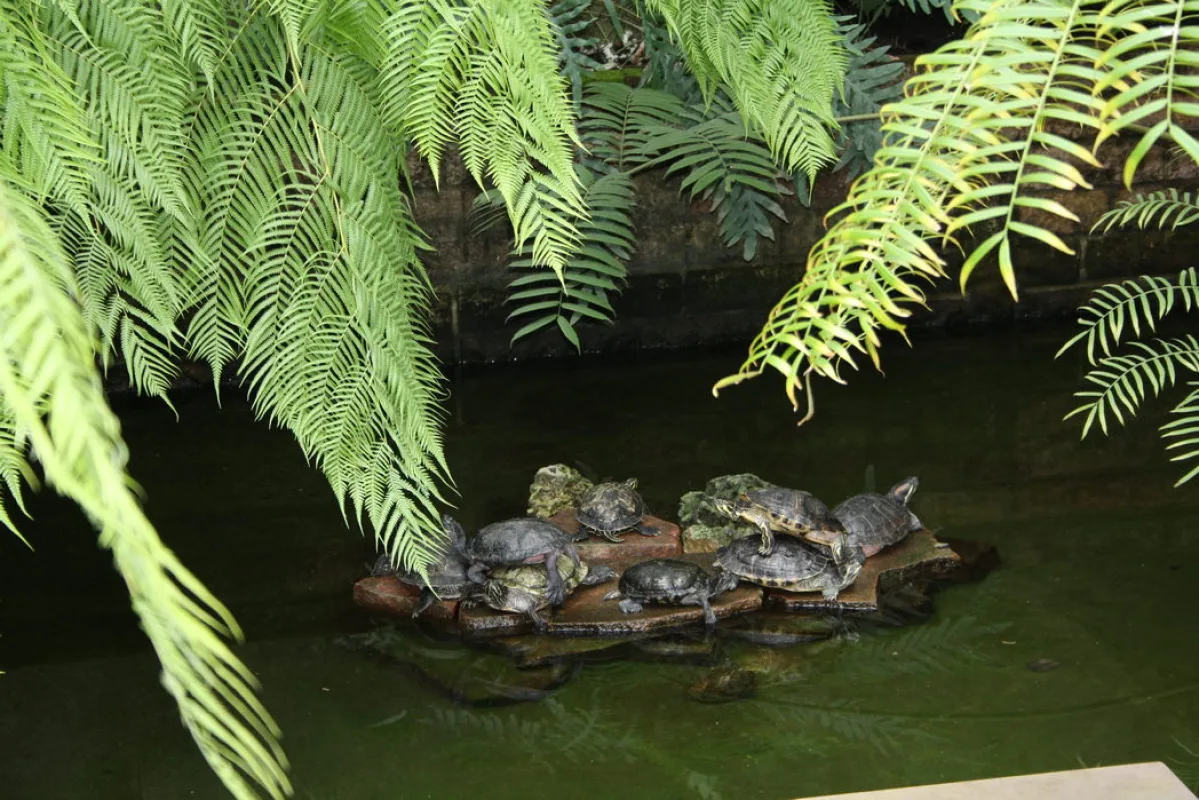 Sieben Wasserschildkr&ouml;ten sonnen sich auf einer Holzinsel im Teich der Gruson-Gew&auml;chsh&auml;user, dar&uuml;ber h&auml;ngen Farnwedel