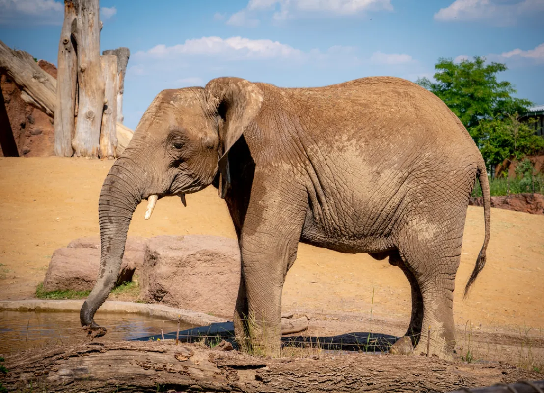 Afrikanischer Elefant an der Wasserstelle, der R&uuml;ssel taucht ins Wasser