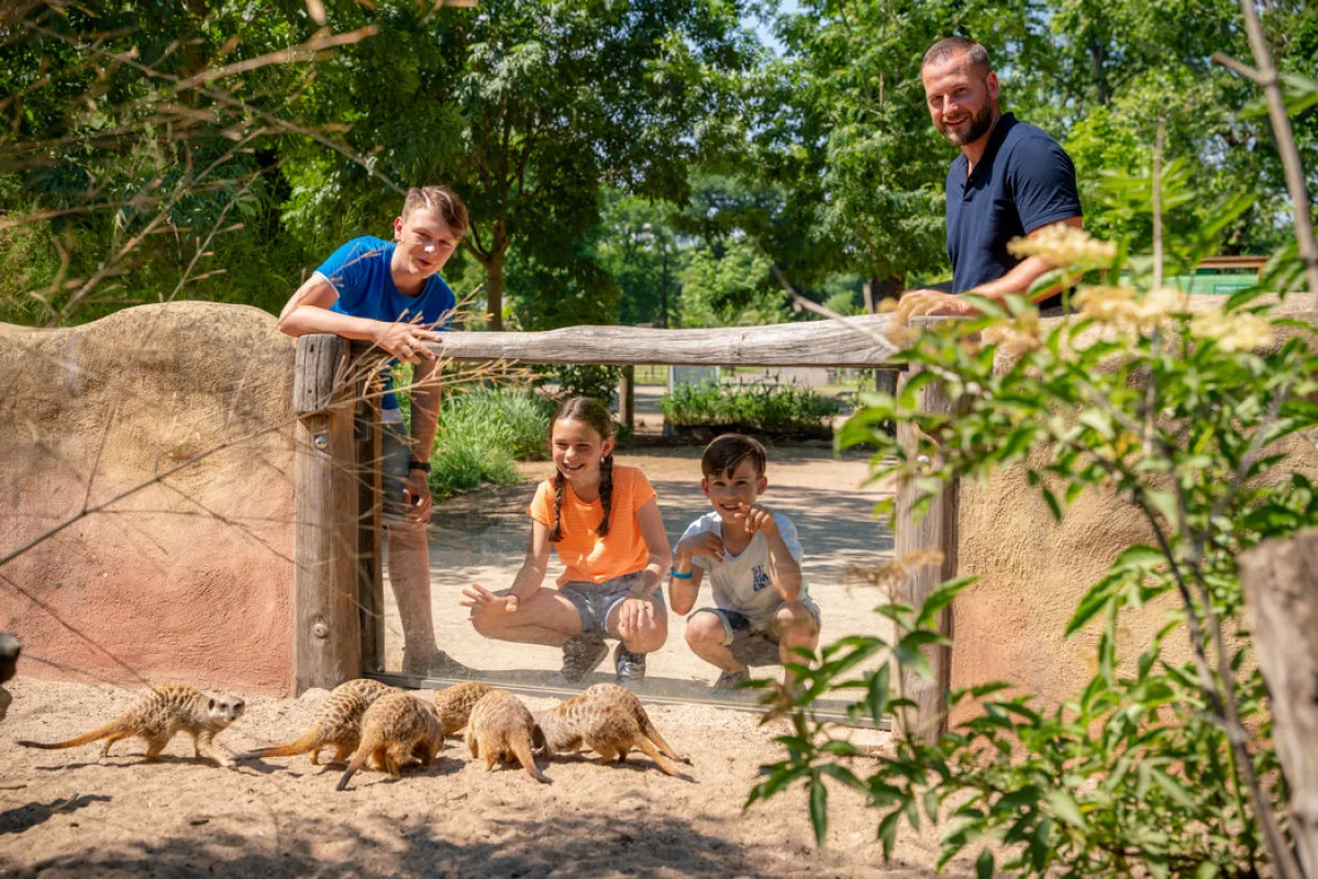 Familie beobachtet durch eine Glasscheibe eine Gruppe Erdm&auml;nnchen