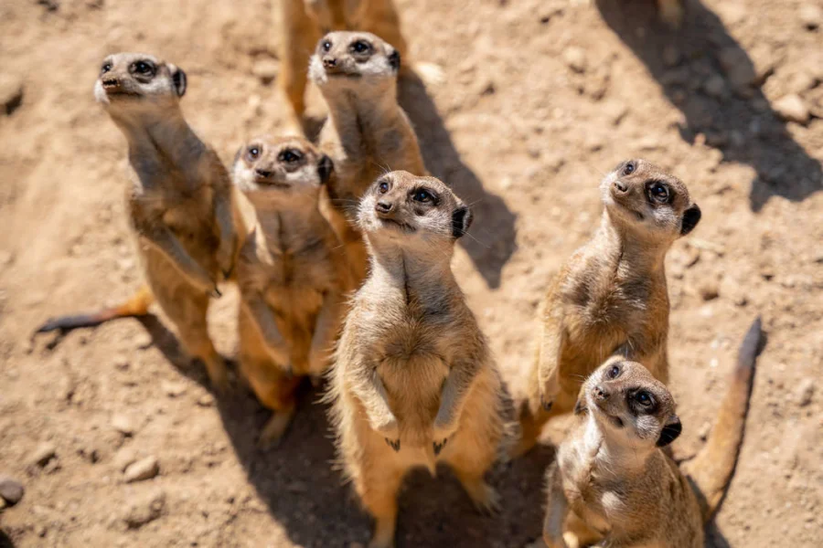 Sechs Erdm&auml;nnchen stehen aufgerichtet im Sand und blicken nach oben
