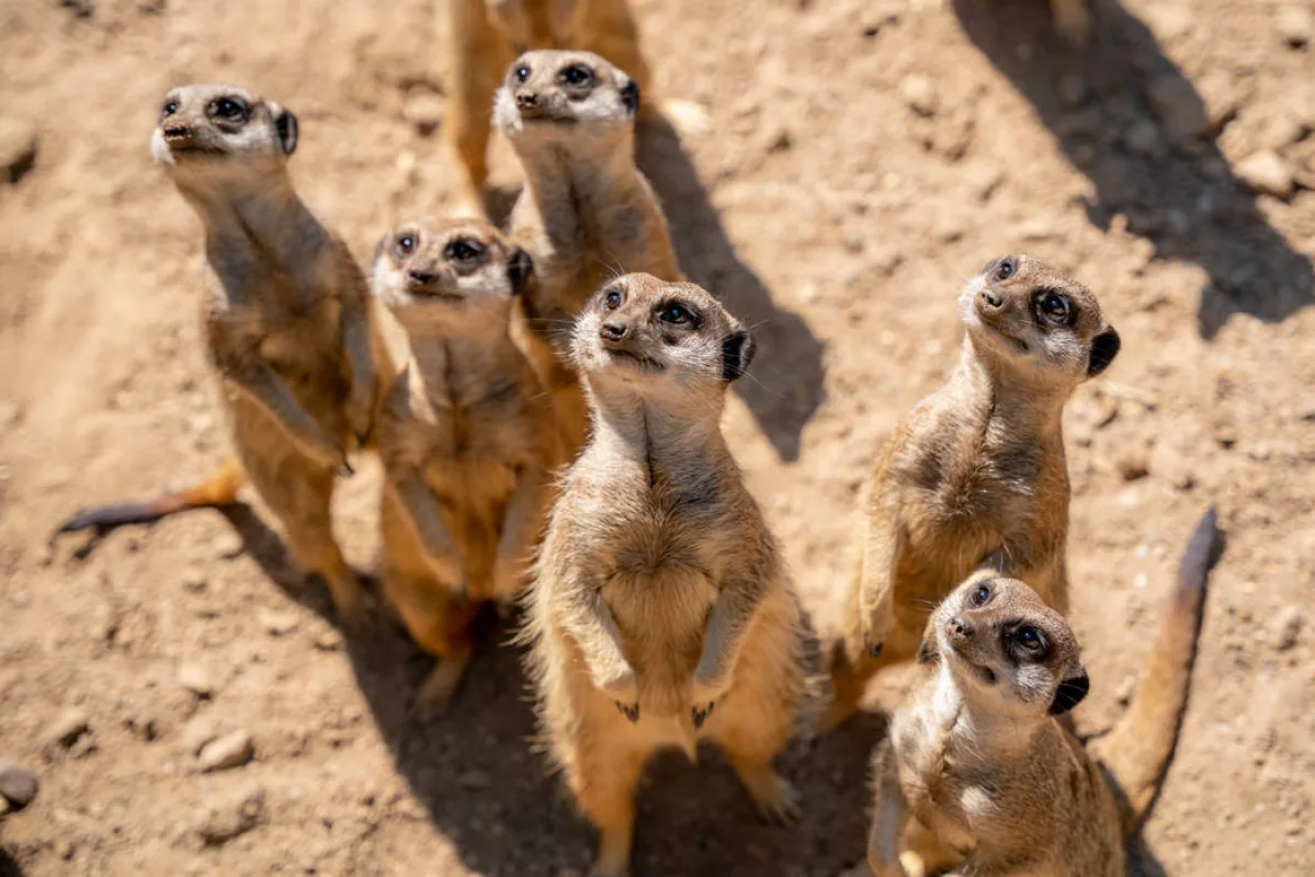 Sechs Erdm&auml;nnchen stehen aufgerichtet im Sand und blicken nach oben
