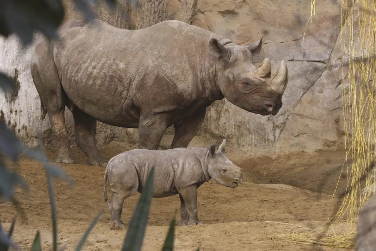 Spitzmaulnashorn-Kuh mit Jungtier auf der Au&szlig;enanlage vor einer Felswand